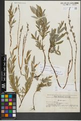 Foto von Salix repens subsp. rosmarinifolia (L.) Andersson